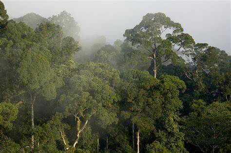 Borneo montane rain forests - raincitystudios.com