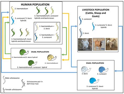 Bosak_et_al_2013 - UMD - muktibox.com