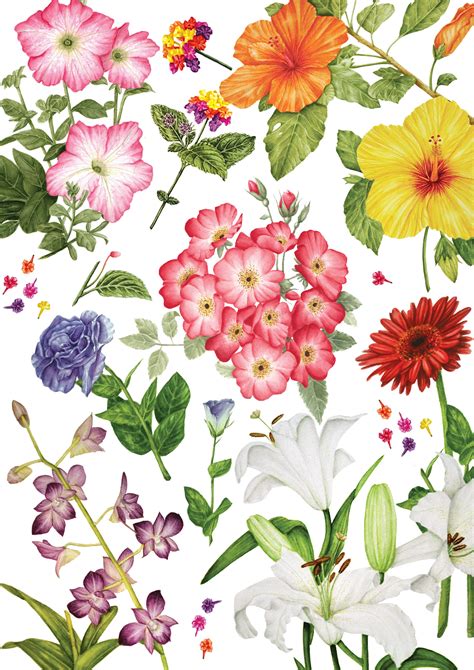 Botanical Art and Illustration - Smithsonian Gardens - muktibox.com