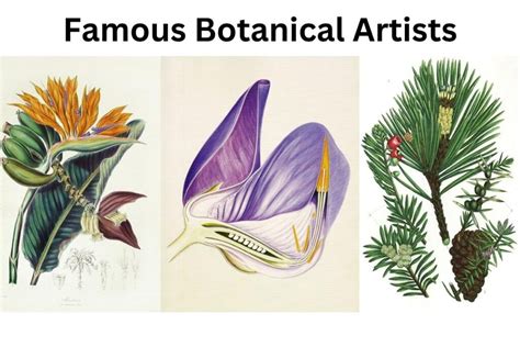 Botanical Artist & Scientific Illustrator Hillcrest Durban … - muktibox.com