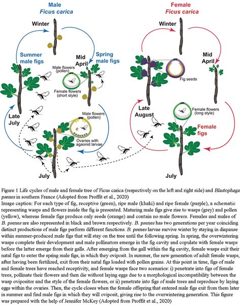 Botanical Characteristics and Ecological Adaptability of Fig ( Ficus ... - raincitystudios.com