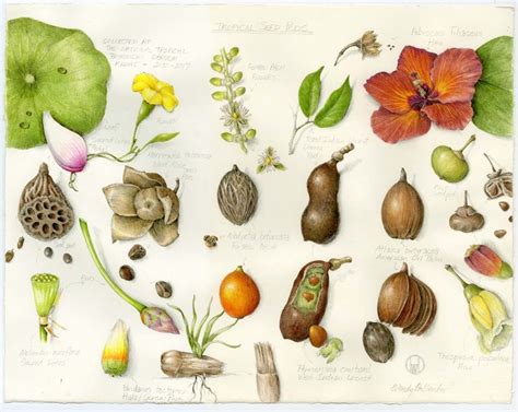 Botanical Illustration Art - Accurate Visual Depictions of … - muktibox.com