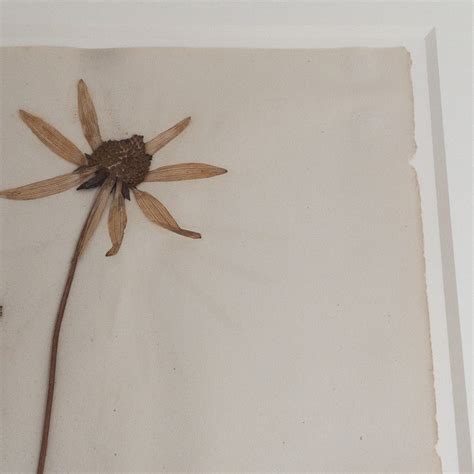 Botanical specimen - muktibox.com