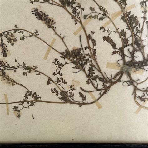 Botanical Specimens - icon.org.uk - muktibox.com