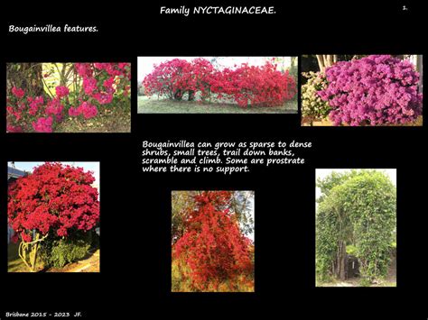 Bougainvillea Plant: Classification, Structure & Adaptations - muktibox.com