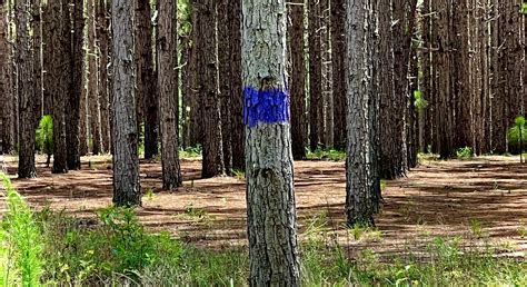 Boundary Line Maintenance — Strong Forestry - raincitystudios.com