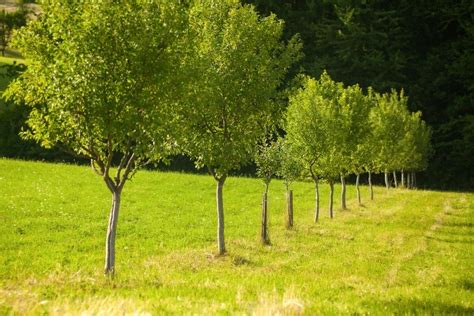 Boundary Trees - Google Groups - raincitystudios.com