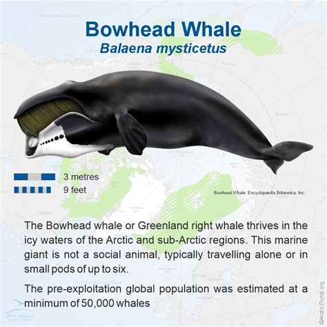 Bowhead Whale - Facts, Diet, Habitat & Pictures on … - muktibox.com
