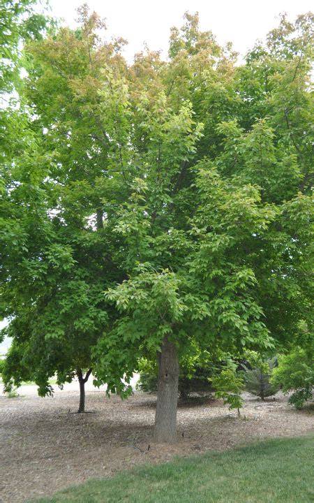 Box Elder - Calscape - raincitystudios.com