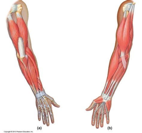 BRACHIUM - Definition and synonyms of brachium in the English …