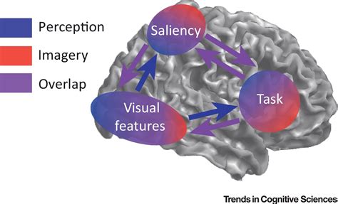 Brain Representations of Motion Generation and Perception ... - Springer - muktibox.com