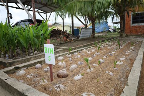 Brazilian Green Dwarf coconut set to take off here - raincitystudios.com