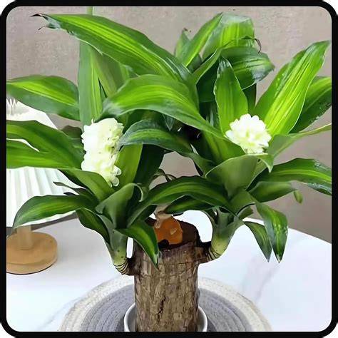 Brazilian Lucky Wood Plant - Hydroponic Potted Stump, Air Purifying ... - raincitystudios.com