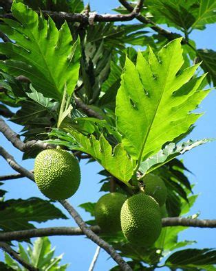 Breadfruit: Starchy Staple Fruit from Tropical Trees - raincitystudios.com