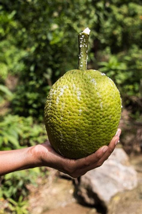 Breadfruit: The silent superfood - Trinidad and … - raincitystudios.com