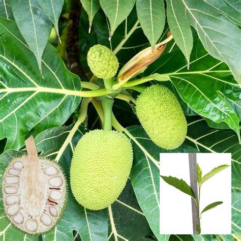 Breadfruit (Artocarpus altilis and hybrids): A ... - ScienceDirect - raincitystudios.com