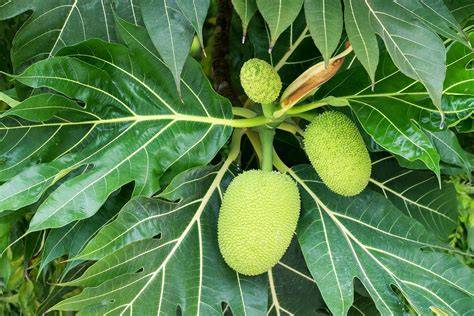 Breadfruit Cultivation and Food Security - Nature - raincitystudios.com