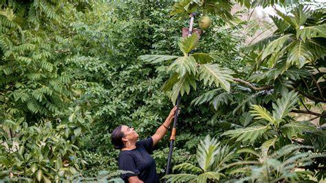 BREADFRUIT INSTITUTE - National Tropical Botanical Garden - raincitystudios.com