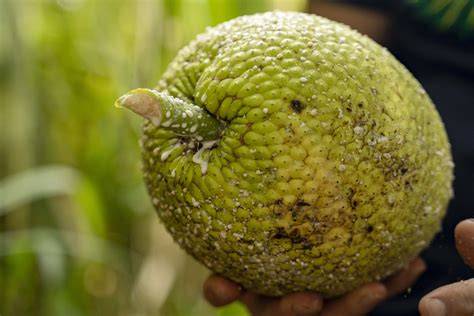 Breadfruit Is Here to Save the World - WIRED - raincitystudios.com