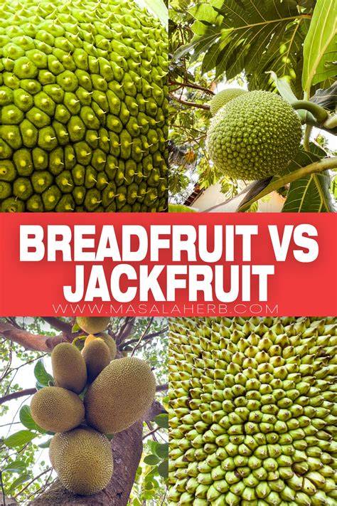 Breadfruit Jackfruit Difference - Rengo Fruit - raincitystudios.com