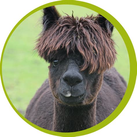 BREAKING NEWS: Poppy the Alpaca Gives... - Matlock Farm Park