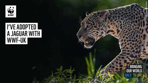 Breathing Room: Protecting Big Cats Worldwide | World Wildlife Fund - raincitystudios.com