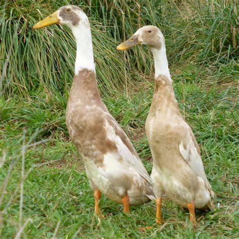 Breed Profile: Indian Runner Duck - Backyard Poultry - raincitystudios.com