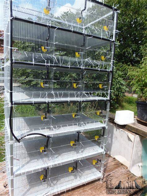 breeding cages for quails - raincitystudios.com