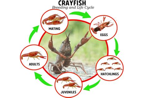 Breeding Crayfish - Aquatic Community - muktibox.com
