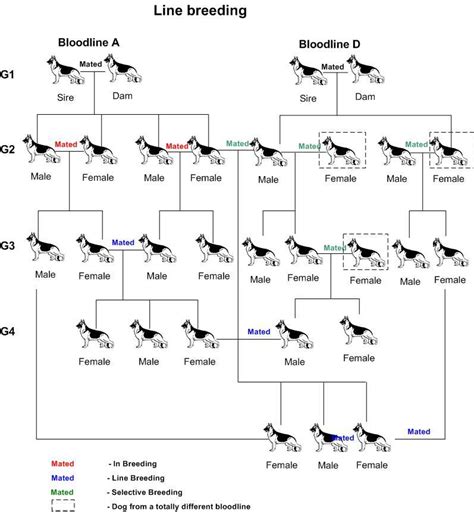 Breeding Families - muktibox.com