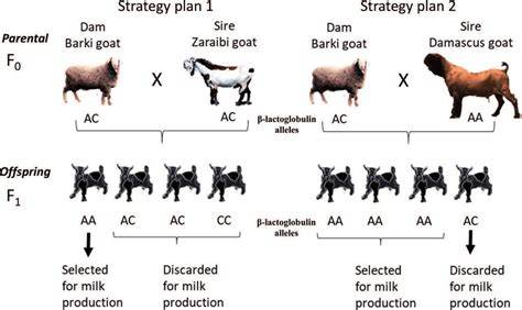 Breeding goats for meat production: 2. Crossbreeding and formation of ... - raincitystudios.com