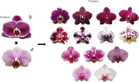 Breeding of ornamental orchids with focus on Phalaenopsis: current ... - muktibox.com