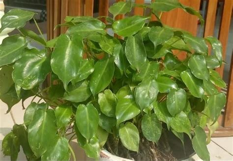 brekele adalah - elchoricharrua.com