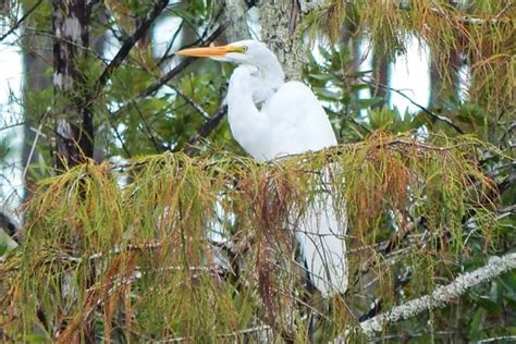 BRIGGS NATURE CENTER (Marco Island) - 2024 …