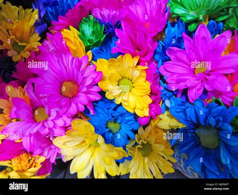 Bright Daisies - Large Scale Wallpaper - muktibox.com