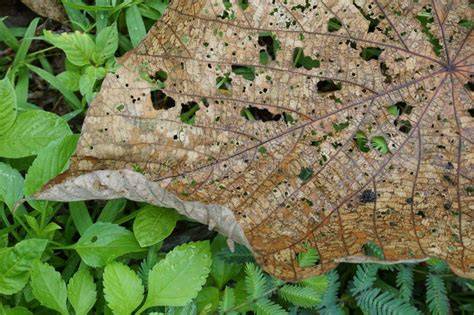 Brittle Leaf Litter royalty-free images - Shutterstock - raincitystudios.com