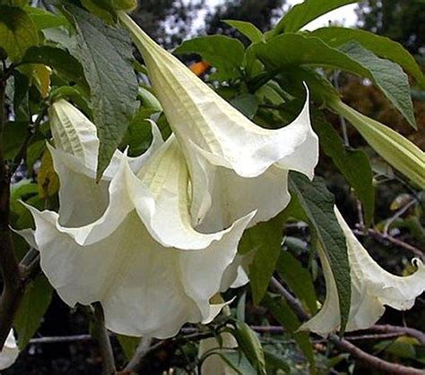 Brugmansia Angel Trumpet - Tips On Caring For … - raincitystudios.com