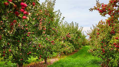 Bryson's Apple Orchard - Apple Orchard, U-Pick - raincitystudios.com
