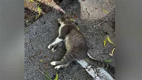 BSO launches investigation after cats, wild animals found dead, injured in Tamarac parking lot
