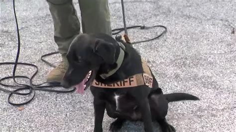 BSO presents its first cadaver dog