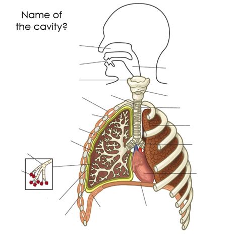 BTEC Sport Level 3 Respiratory System Quiz - By edchapman86