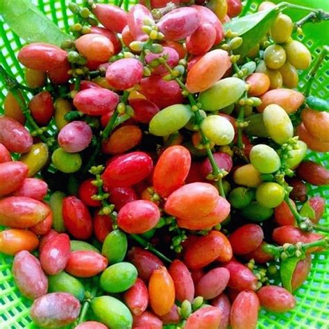 Buah Belinjo - Jual Buah Belinjo Terbaru Indonesia | Bibit Buah Melinjo ... - raincitystudios.com