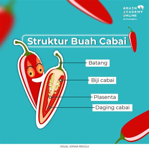 Buah Cabai - muktibox.com