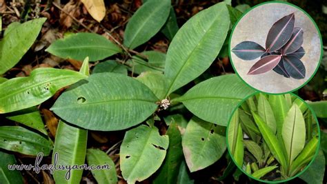 buah fatimah - elchoricharrua.com