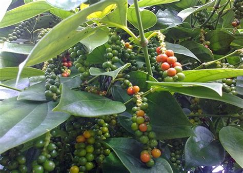 Buah Lada - muktibox.com