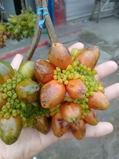 buah limpato - elchoricharrua.com