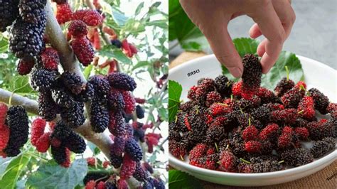 Buah Murbai - muktibox.com