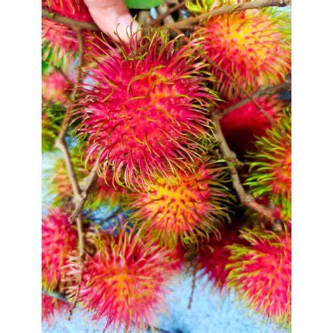 Buah rambutan binjai asli 500g segar dan manis - Shopee Indonesia - raincitystudios.com