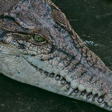 BUAYA | PPTX - SlideShare - muktibox.com