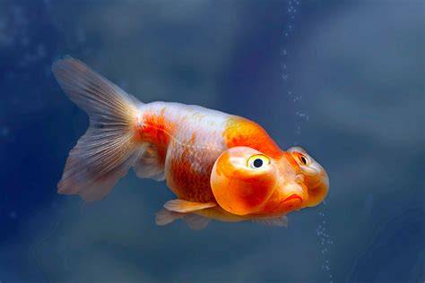 Bubble Eye Goldfish; Care Guide, Lifespan, and More - raincitystudios.com